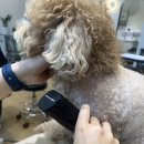 마이뷰티독 이미지