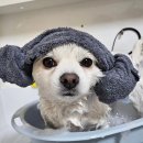 DOG깨비 강아지 미용실 이미지
