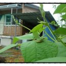 와촌 농장 이미지