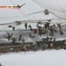 예민꿩농장 이미지