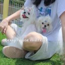해피하개 | 말티즈가정분양 말티즈전문견사 오늘도해피하개 예쁜미니말티즈분양 슈가공주~♡