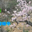 정혜주 캔디품바 / 당신뿐 (영상배경 : 봄꽃) 이미지