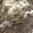 산성식품 이미지