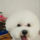 몽쉘 그루밍 이미지