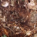 상주 운평리 구상화강암 이미지