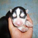 블랙엔화이트 이미지