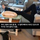 냥신사 이미지