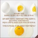 전 세계 사람들이 달걀 먹는 법 이미지