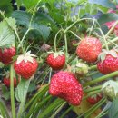 선원농장 이미지