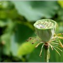 삼지연못 이미지