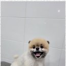 멍멍살롱 이미지