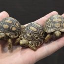 거북빌딩 | KRCB 국내번식 레오파드육지거북 베이비 뉴런에 단독 입고되었습니다!