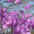 다도반점 이미지