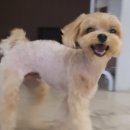 모여라 댕댕 이미지