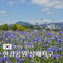 남양주 한강공원 삼패지구 주차장 수레국화 금계국 자작나무길