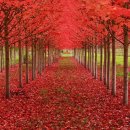 천과나무 이미지