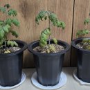 씨앗농부 | 초보 도시 농부 베란다 텃밭 근황 시나노골드 사과 씨앗 발아 후기