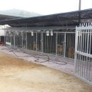 청주진도견연구소 이미지