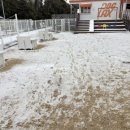 도그렉스 이미지