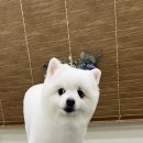 몽글댕글 이미지