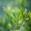 네에게로 이미지