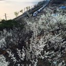 원동국제시장 이미지