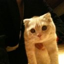 더 수시아