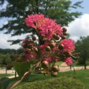 배롱나무 독채스테이 이미지