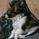 펫 파라다이스 이미지