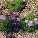 엔젤 식물원 이미지