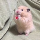 네일세라 이미지