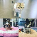 미사마이펫동물병원 이미지