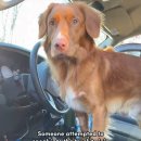 데려가개 이미지