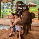 120 | [태국 치앙마이] 입장료가 0원? 🐘 치앙마이 가성비 1위 이색 코끼리 카페 '엘레핀 팜' 내돈내산