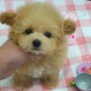 대전애견경매장 | 부산 토이푸들분양 건강하고 독보적인 외모