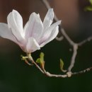 목련나무집 이미지