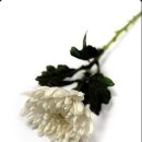 삼가-25 이미지