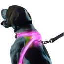 라이트 하운드 이미지