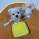 율이네펫 이미지