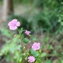 배롱나무꽃 능소화 장미 부겐베리아 계요등 사위질빵 찔레장미 설악초 상사화 외 여름에피는야생화들 이미지