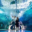 제주해양과학관 (아쿠아플라넷) 이미지