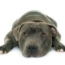 24시 숨 동물병원 이미지