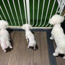 투독플레이스펜션