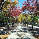 시청앞 가로수길 이미지