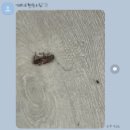 바퀴벌레 없애는 법, 돈 쓸 필요가 없는 이유