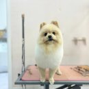 스타덤 펫살롱 네이버블로그