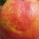 서광농장 이미지