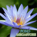 블루 뷰티 열대수련(Blue Beauty Water Lily) 이미지