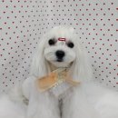 펫피파니 이미지