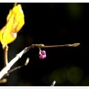 누리장나무 , 좀작살나무 , 팥배나무 , ( ? )-아로니아, 청가시덩굴 -열매 이미지